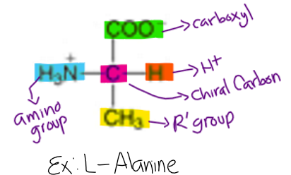 <ul><li><p>carboxyl group</p></li><li><p>amino group</p></li><li><p>chiral carbon</p></li><li><p>Hydrogen group </p></li><li><p>side chain (R group)</p></li></ul><p></p>