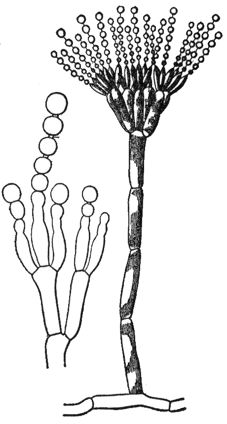 <p>any sexual spore formed on a conidiophore</p>