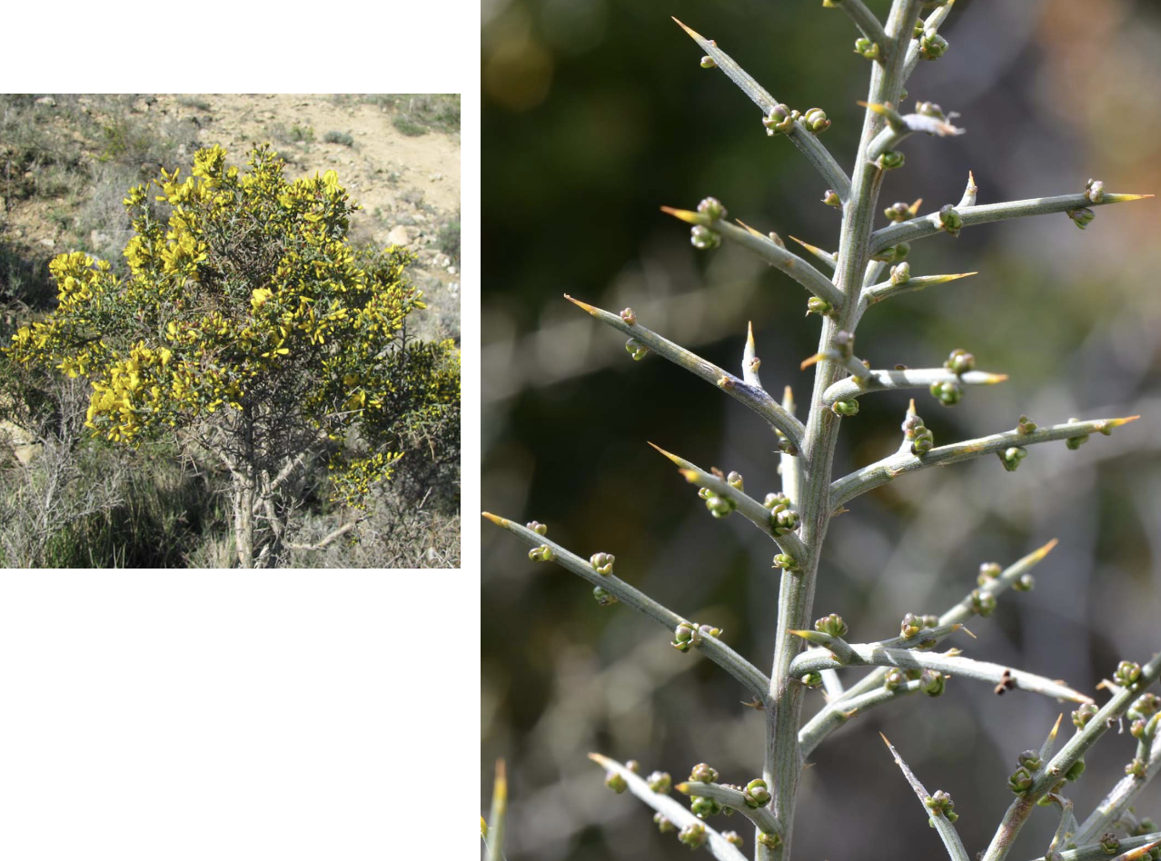 <p>Identificar la Fabaceae</p>