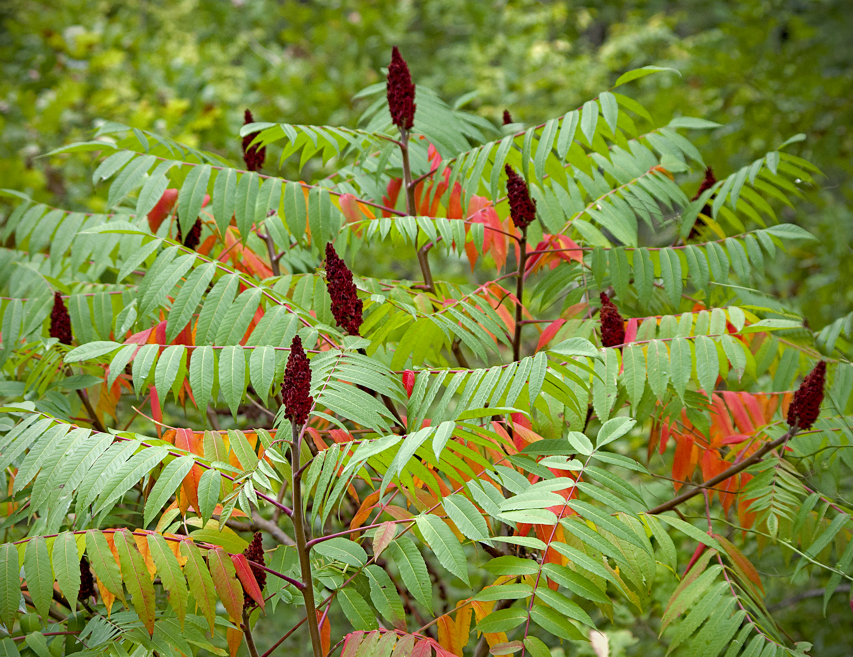 <p>Rhus typhina</p>