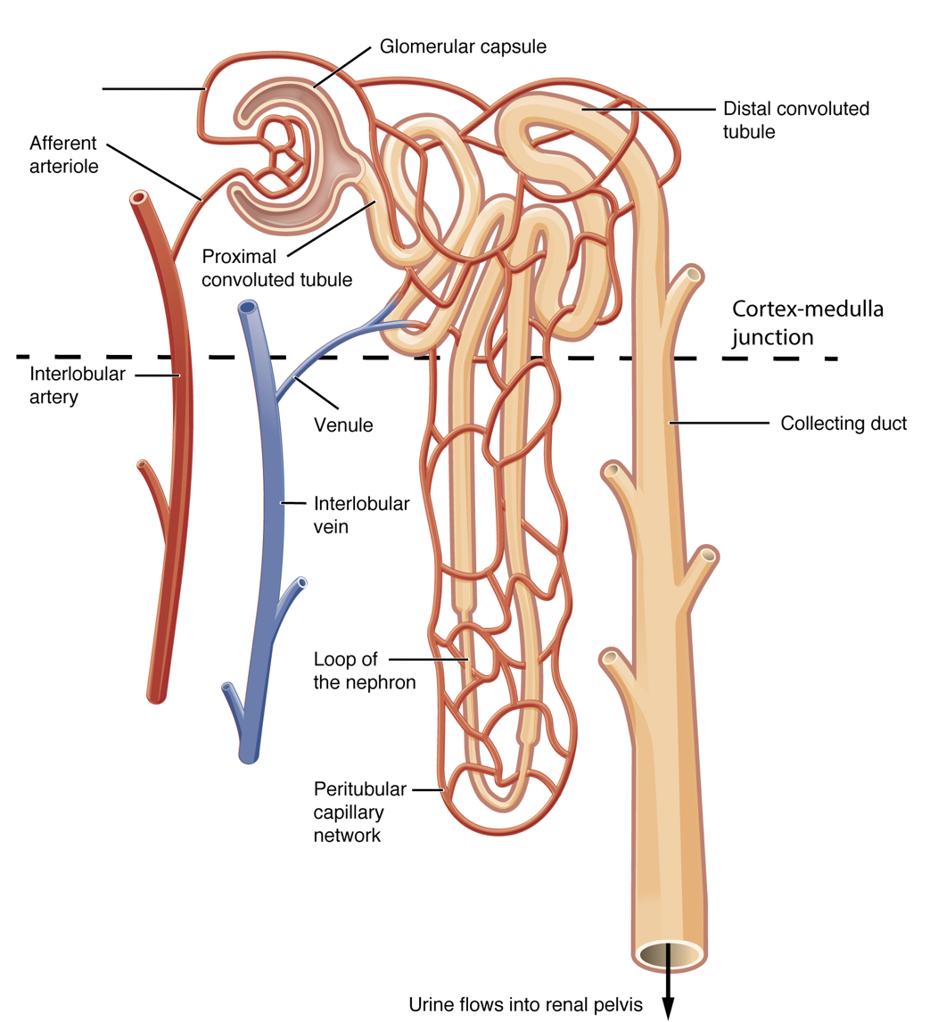 <ul><li><p>bestaat uit: glomerulus, proximale tumulus, lis van Hendle, distale tubulus en verzamelbuis</p></li><li><p>glomerulus fungeert als microscopische filter waarin bloedplasma gefilterd wordt</p></li><li><p>dan worden water en opgeloste stoffen in tubulaire segmenten selectief teruggeresorbeerd of uitgescheden</p></li></ul><p></p>