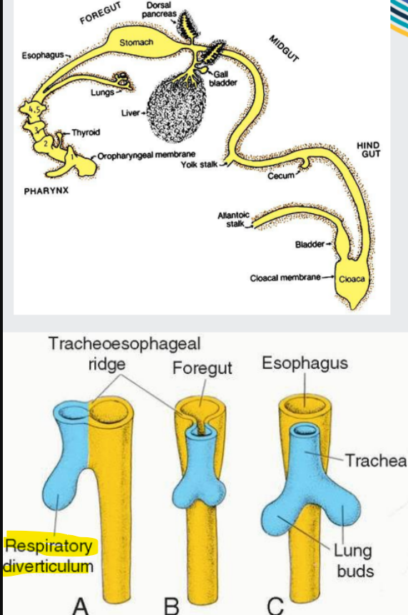 <p><span style="color: purple;">Respiratory diverticulum (the bulge</span>) arises from fo<span style="color: purple;">regut endode</span>rm, and goes on to form:</p><ul><li><p>Epithelial lining of trachea</p></li><li><p>Larynx (voice box and protects airway)</p></li><li><p>Bronchi and alveoli</p></li></ul><p></p><p>Lung buds form the left and right principal bronchi, which divide into ever-smaller branches, down to alveolar ducts and alveoli</p><p></p><p>Lungs are filled with fluid during development</p><p>Mostly glandular secretions, some amniotic fluid</p>