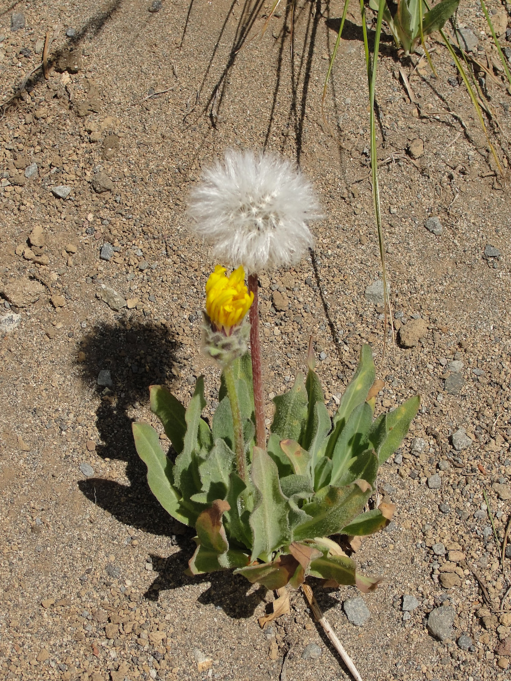 <p>Agoseris</p>