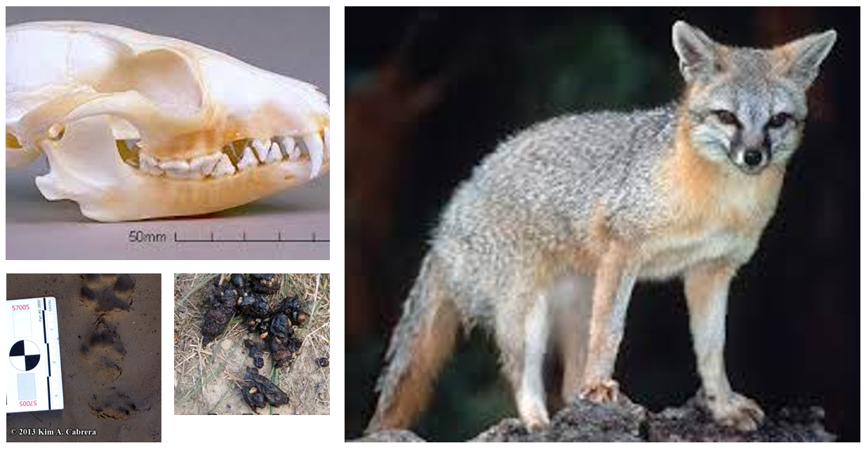 <p><span>Scat is pointed at one end, partly segmented, and packed with fur, bones, and berries.</span></p>