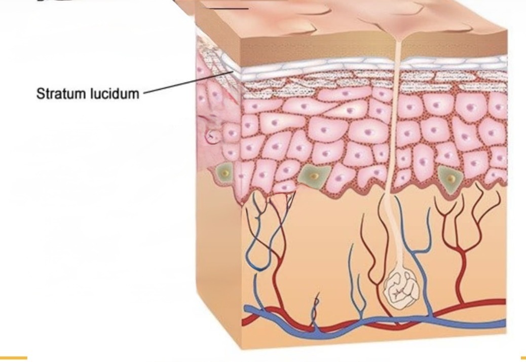 <p>Stratum Lucidum: FUNCTION</p>