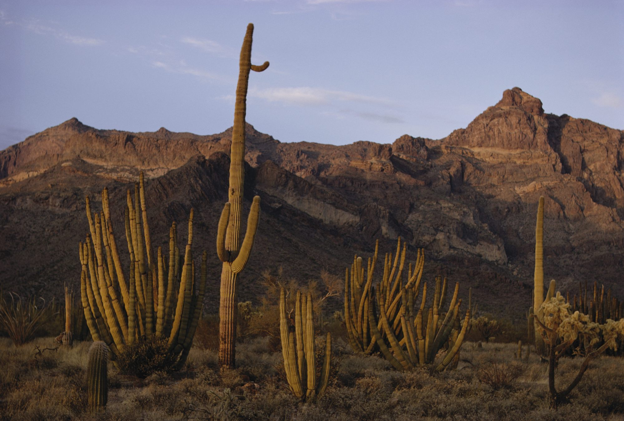 <p>Desert </p>