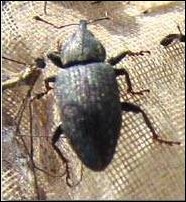 <p>Identify the insect, <strong>order</strong>, and mouthparts</p>