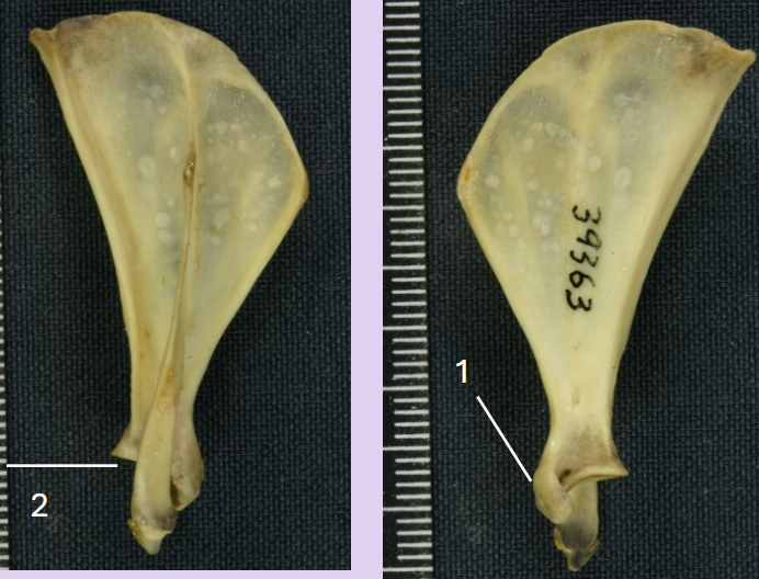 <p>rodent scapula</p><p>middle part extends past the distal end</p>