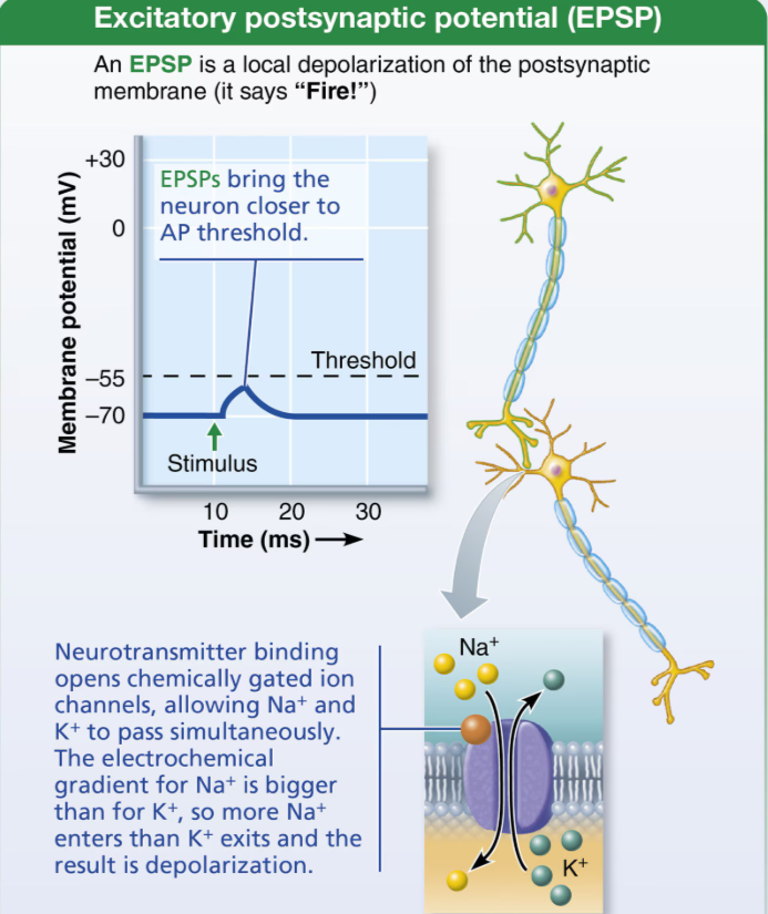 <ul><li><p>Is what is generated by chemically-gated channels of postsynaptic membranes </p></li></ul><p></p>