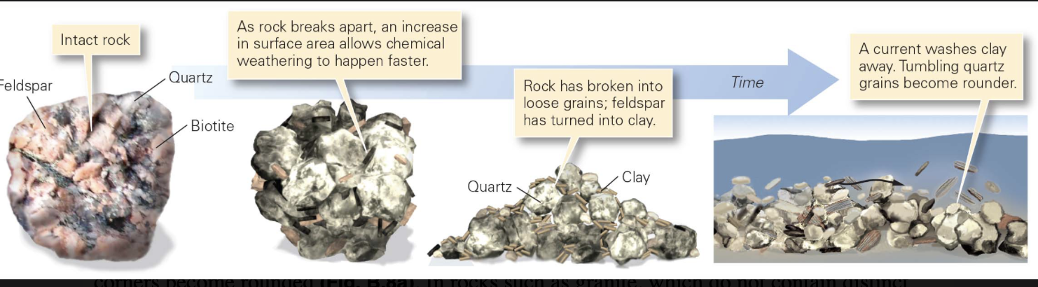 <p>chemical weathering speeds up physical weathering by dissolving away grains or cements that hold a rock together, by transforming hard minerals (such as feldspar) into soft minerals (such as clay), and by causing minerals to absorb water and expand</p><ul><li><p>phenomena make rock weaker, so it can disintegrate more easily </p></li></ul><p></p>