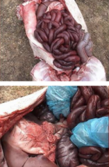 <p>An older pig that "looked healthy yesterday" is found dead with a bloated abdomen. Lumen contents are hemorrhagic but not clotting. What are you thinking and what do you look for?</p>