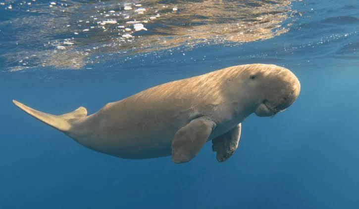 <p>dugong characteristics</p>