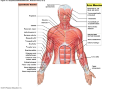 <p>muscles found in the axis of the body such as the head (face and scalp), neck (flexors and extensors), thorax (intercostals), abdomen (abdominals, and back</p>
