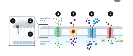<p>Which structure or protein is labeled number 4?</p><p><br>a. carrier protein<br>b.&nbsp;channel protein<br>c. symporter protein<br>d. hydrophilic region<br>e. hydrophobic region<br>f. phospholipid<br>g. ATPase</p>