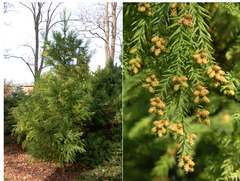 <p>Cryptomeria</p>