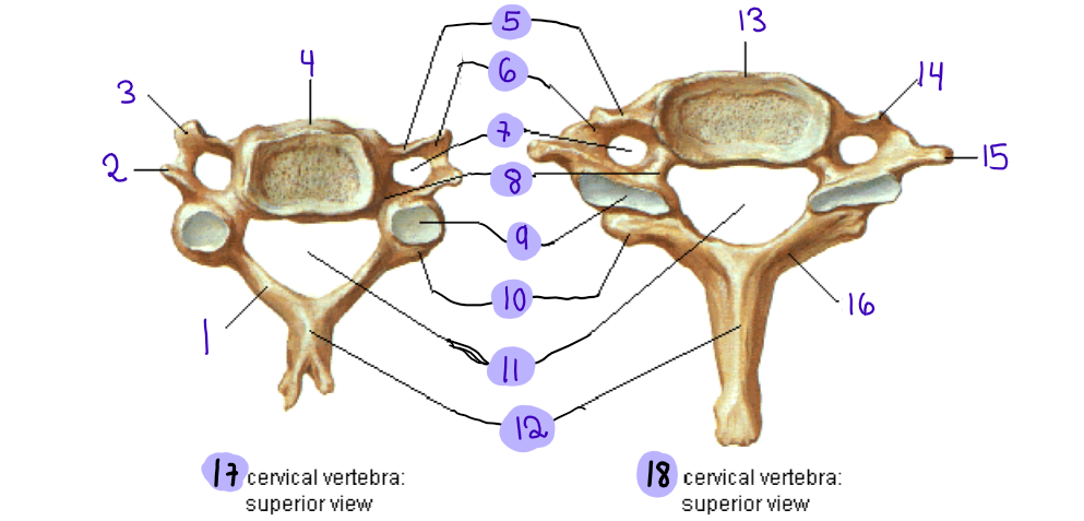 <p>15</p>