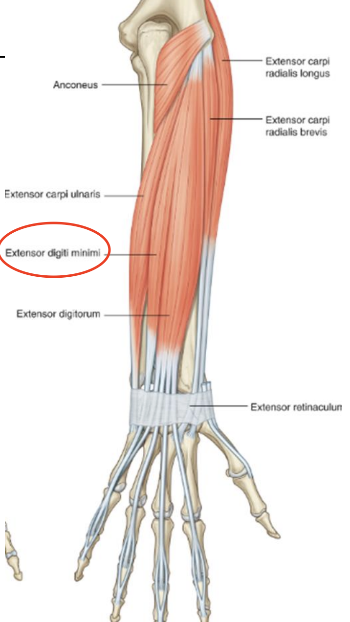<p><strong>Posterior Forearm Muscle- </strong>Extensor digitorum</p>