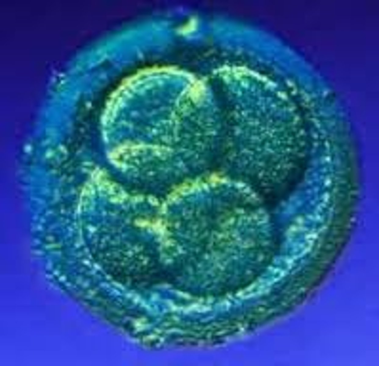 <p>fertilized egg</p>