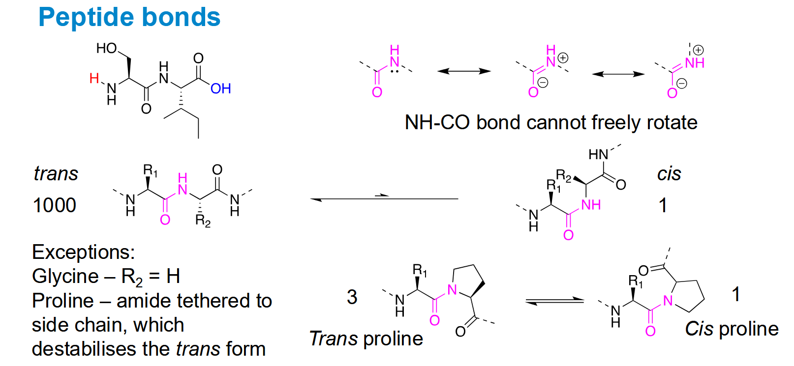 <p>Mostly trans</p><p>But glycine has low steric hindrance on the R group and proline has a relatively unstable trans conformation</p>