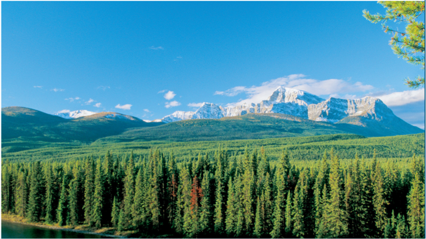 <ul><li><p>cold but warmer than tundra </p></li><li><p>more precipitation </p></li><li><p>evergreen trees (gymnosperms)</p></li><li><p>LOW plant diversity </p></li><li><p>largest terrestrial biome </p></li><li><p>animals: bears, wolves, birds</p></li></ul><p></p>