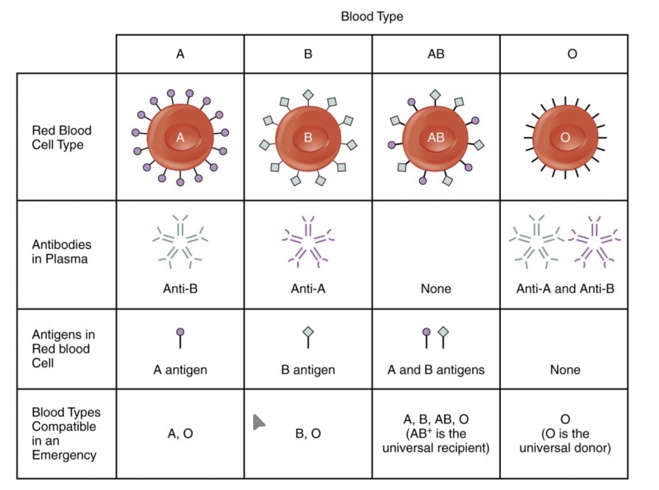 <p><strong>Type A:</strong> A antigens / Anti-B antibodies / Compatible with A, O. </p><p><strong>Type B:</strong> B antigens / Anti-A antibodies / Compatible with B, O. </p><p><strong>Type AB:</strong> Both antigens / No antibodies / Compatible with A, B, AB, O. </p><p><strong>Type O:</strong> No antigens / Both antibodies / Compatible with O only.</p><p></p>
