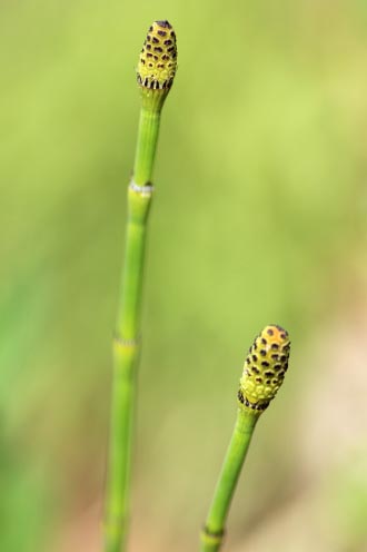 <ol><li><p>what is the phylum?</p></li><li><p>what is the structure at the end?</p></li><li><p>what is the ploidy of the structure at the end?</p></li><li><p>what is the ploidy of the green stem? </p></li></ol><p></p>