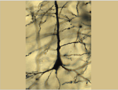 <p>What does this image show?</p>