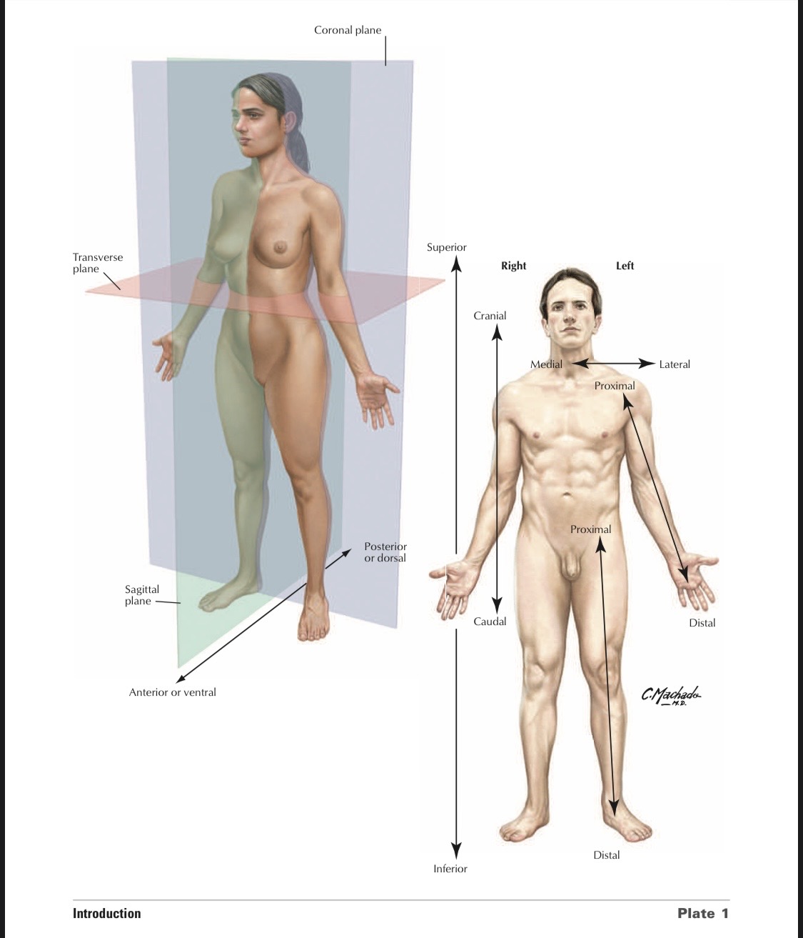 <p>A surface anatomy region referring to the side of the head around the temples.</p>