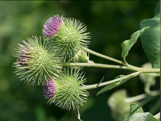 <p>This robust, biennial plant is famous for its large, heart-shaped leaves and globular purple flowers. Its mature seed heads feature hooked, Velcro-like bracts that cling to passing animals and clothing. Ray flowers do not extend past bracts.</p>