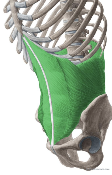 <p><span style="line-height: 17px;">Musculi abdominus</span><span style="line-height: 17px; background-color: var(--clrSelection,#c6c6c6) !important;">&nbsp;</span></p><p class="Paragraph SCXW183403563 BCX4" style="text-align: left;"><span style="line-height: 17px; background-color: var(--clrSelection,#c6c6c6) !important;">&nbsp;</span></p><p class="Paragraph SCXW183403563 BCX4" style="text-align: left;"><span style="line-height: 17px;">Schuine buikspieren</span><span style="line-height: 17px; background-color: var(--clrSelection,#c6c6c6) !important;">&nbsp;</span></p><p class="Paragraph SCXW183403563 BCX4" style="text-align: left;"><span style="line-height: 17px; background-color: var(--clrSelection,#c6c6c6) !important;">&nbsp;</span></p><p class="Paragraph SCXW183403563 BCX4" style="text-align: left;"><span style="line-height: 17px;">M. obliquus abdominis internus</span></p>