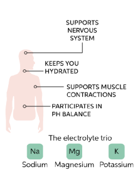 <p>Used as <strong>cofactors</strong> for <strong>optimal</strong> <strong>enzyme</strong> <strong>activity</strong></p><p><strong>Maintenance</strong> of <strong>fluid</strong> <strong>balance</strong> (<strong>osmosis</strong>)</p><p><strong>Maintenance</strong> of <strong>acid</strong>-<strong>base</strong> <strong>balance</strong> (<strong>pH</strong>)</p><p><strong>Synaptic</strong> <strong>transmission</strong> (<strong>carries</strong> <strong>electrical</strong> <strong>currents</strong>)</p>