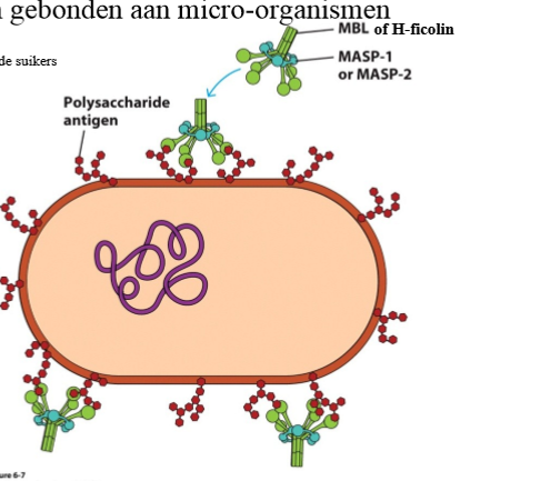 <p>→ zeer analoog aan klassieke route:</p><ol><li><p>lectine herkent polysaccharide antigen <em>(analoog C1-complex)</em></p><ol><li><p>MBL of H-ficolin bindt aan suikers <em>(analoog C1q)</em></p></li><li><p>proteasen MASP-1 en MASP-2 activeren elkaar</p></li></ol></li><li><p>vorming C3 convertase: MASP-1 en MASP-2 splitsen… <em>(vanaf hier identiek aan klassieke) </em></p><ol><li><p>C4 → C4a (klein) + C4b (groot)</p></li><li><p>C2 → C2b (<strong>klein</strong>) + C2a (<strong>groot</strong>)</p></li><li><p>→ C4b + C2a combineren tot C3 convertase (C4b2a)</p></li></ol></li><li><p>vorming C5 convertase: C3 convertase splitst…</p><ol><li><p>C3 → C3a (klein) + C3b (groot)</p></li><li><p>→ C3 convertase (C3b2a) + C3b combineren tot C5 convertase (C4b2a3b)</p></li></ol></li><li><p>vorming MAC (Membrane Attack Structure)</p><ol><li><p>C5 convertase splitst: C5 → C5a (klein) + C5b (groot)</p></li><li><p>C5b + C6 + C7 combineren tot C567</p></li><li><p>C567 + C8 combineren tot C5b678, associeert met bacteriemembraan</p></li><li><p>C5b678 + meerdere cillindervormige C9 combineren tot MAC</p></li><li><p>→ bacterie in lysis</p></li></ol></li></ol><p></p>