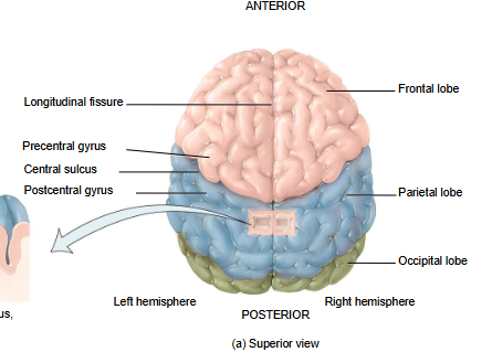 <ul><li><p>region just anterior to the central sulcus</p></li></ul><ul><li><p>contains the primary motor cortex</p></li></ul><p></p>