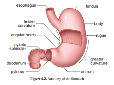 <p>fundus and body - gastric glands</p><p>antrum and pylorus - pyloric glands</p>