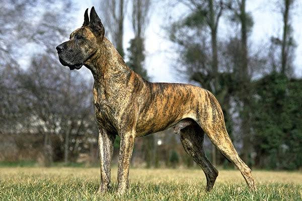 <p>Guardian Dog</p>