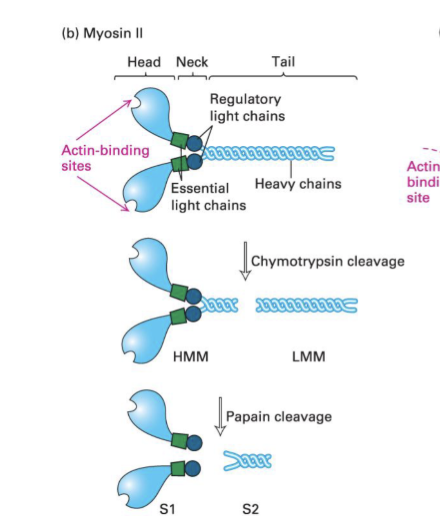 <p>Motor protein for actin filaments → the head domain interacts with actin filaments (S1 = the head). The distance filaments travel depends on their neck lengths </p>