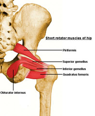 <p>Definition: A small, narrow muscle located on the lateral (outer) side of the hip. It connects to the iliotibial (IT) band and helps stabilize the hip and knee during standing and walking.</p><p> - Action: Laterally rotate hip (thigh) </p><p> - Innervation: Nerve to piriformis </p><p> - Part of the deep layer of the gluteal muscles.</p>