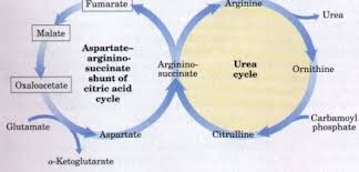 <p>What does the term Krebs bicycle emphasize </p>