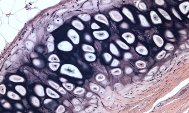 <p>identify the tissue</p>