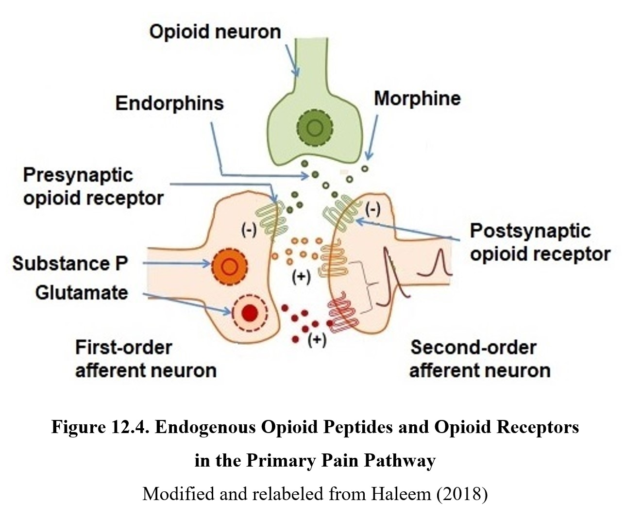 <p><strong><mark data-color="green" style="background-color: green; color: inherit;">Opioid</mark></strong>: Chemical with pain-relieving effects</p><ul><li><p>Littered throughout the <mark data-color="yellow" style="background-color: yellow; color: inherit;">spinal cord</mark> are <strong><u><mark data-color="purple" style="background-color: purple; color: inherit;">opioid interneurons</mark></u></strong> that when activated, release opioids which inhibit pain signals</p></li><li><p>Prevents transmission of pain signals between the <strong><em><u><mark data-color="purple" style="background-color: purple; color: inherit;">first &amp; second order neurons</mark></u></em></strong> on the <strong><em><mark data-color="purple" style="background-color: purple; color: inherit;">spinothalamic tract</mark></em></strong>.</p></li></ul><p></p>
