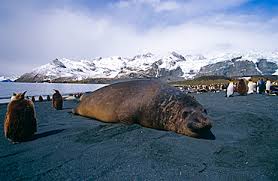<p>Southern elephant seal</p>