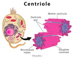 <p>cylindrical structures composed of microtubules. there’s two centrioles in the centrosome. they’re associated with function of spindle fibers (move the strands of DNA to the poles)</p>