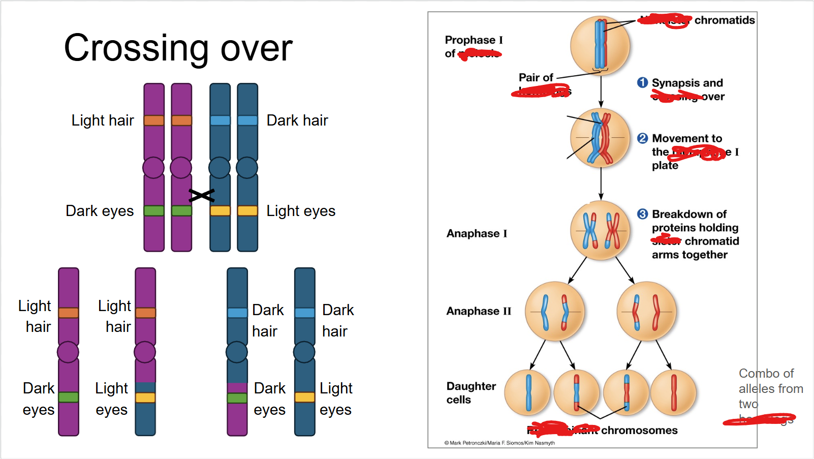 <p>crossing over</p>