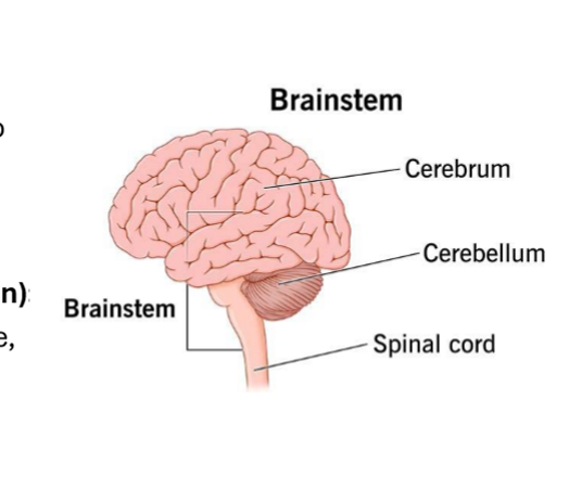<p>BS → connects spinal cord to cerebrum</p><p>Cere. → Inferior to occipital lobe, helps with balance and coordination</p>