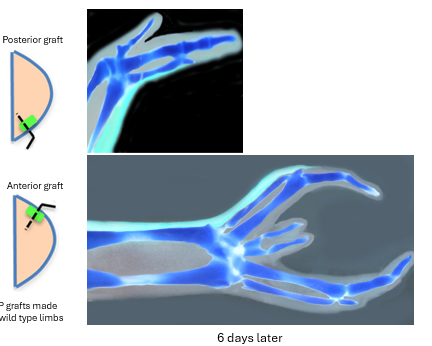<p>posterior is the normal location so results in the development of a typical chick wing // anterior is abnormal, leads to a mirrored development of digits on the limb bud </p>