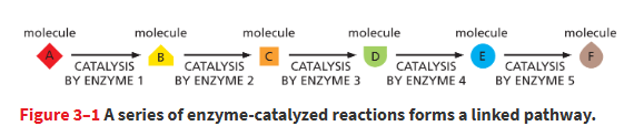 <p>The sum total of the chemical reactions that take place in the cells of a living organism.</p><ul><li><p>catalysis controls metabolism</p></li></ul><p></p>