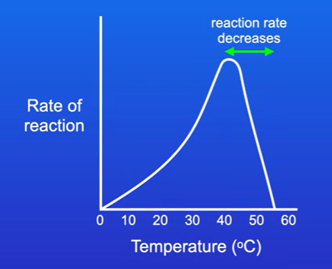 <p>Kinetic energy increases of both enzyme and substrate, as they move more rapidly, there will be more frequent successful collisions with active site, causing rate of reaction to increase</p><p></p>