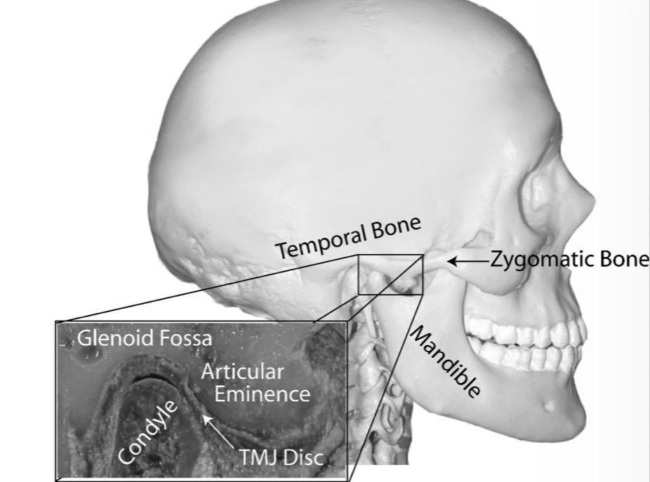 <p>Area formed by concave mandibular fossa where condyle is situated</p><p>Thin roof</p>