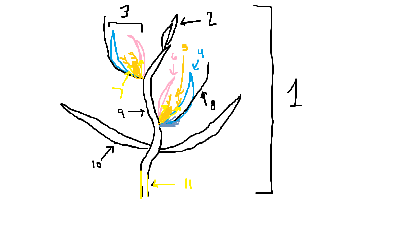 <p>spikelet</p>
