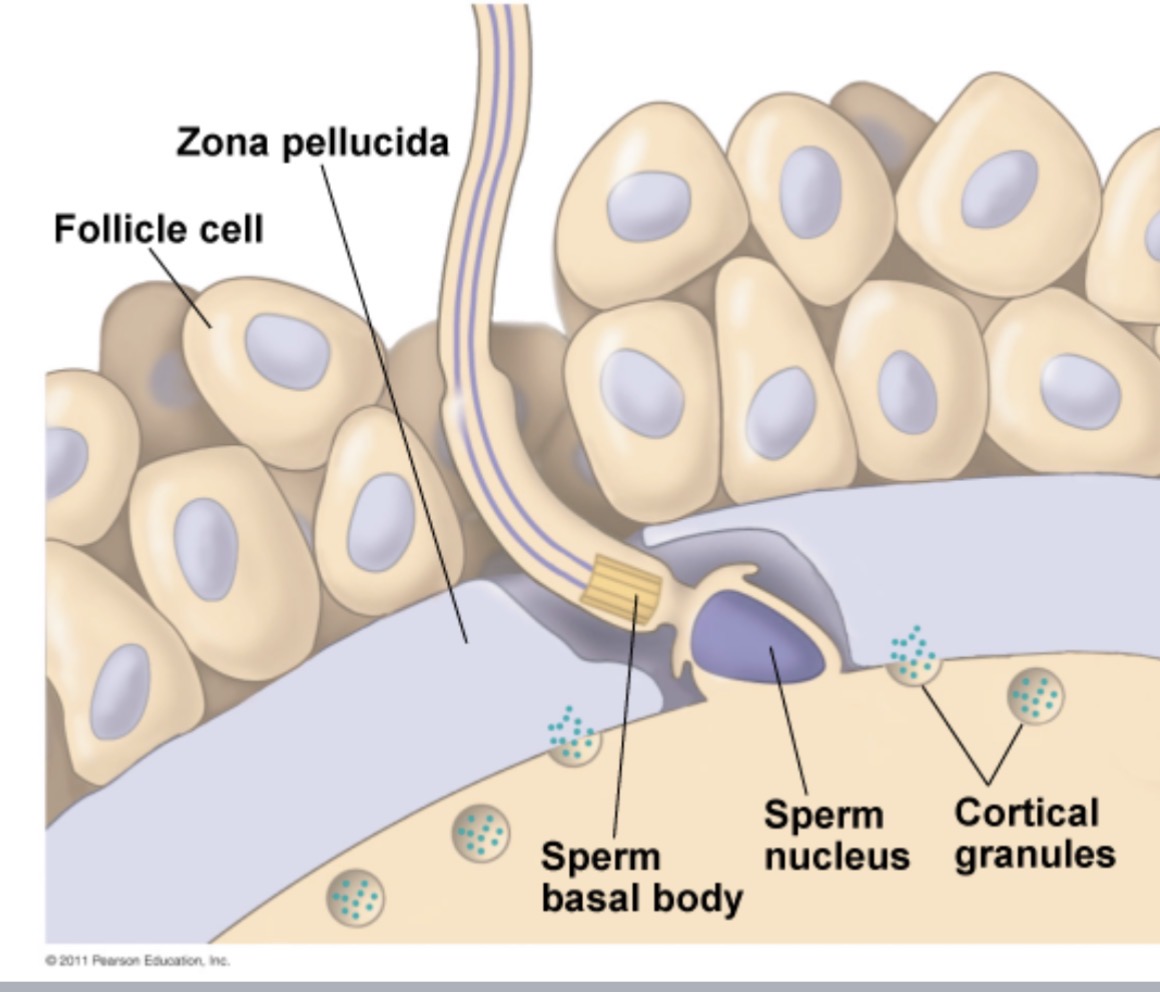 <p><span>sperm must travel through a layer of follicle cells surrounding the egg, before it reaches the <strong>___________</strong></span></p>